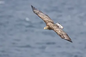 White Tailed Eagle Stampe: White-tailed Eagle in flight