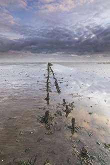 Low Tide Mudflats Europe Stampe: the Wierumerwad