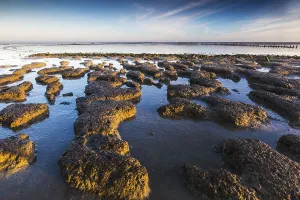 Low Tide Mudflats Europe Stampe: Wierumerwad, Waddenzee