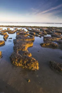Wadden Sea Coastline Stampe: Wierumerwad, Waddenzee