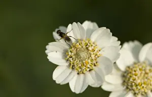 Dutch Wildflowers Stampe: Wilde bertram