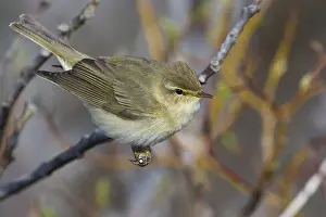 Norway Wildlife Photos Stampe: Willow Warbler