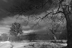 Black And White Winter Landscape Stampe: Winter