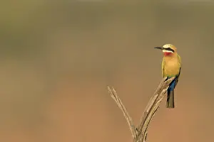 Kruger National Park Birds Stampe: Witkapbijeneter, White-fronted Bee-eater, Merops bullockoides