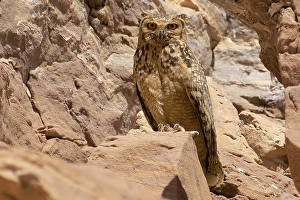 Raptor Wildlife Photography Stampe: Woestijnoehoe, Pharao Eagle-Owl, Bubo ascalaphus