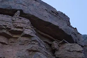 Morocco Wildlife Stampe: Woestijnoehoe, Pharaoh Eagle-Owl, Bubo ascalaphus