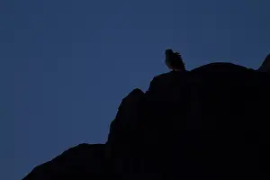 Strigidae Family Birds Stampe: Woestijnoehoe, Pharaoh Eagle-Owl, Bubo ascalaphus