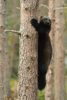 Scandinavian Fauna Images Stampe: Wolverine, Gulo gulo