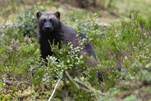 Carnivore Mammals Europe Stampe: Wolverine, Gulo gulo