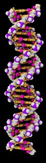 DNA Structure Stampe: 3D DNA Molecule