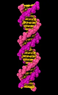 DNA Structure Stampe: 3D DNA Molecule