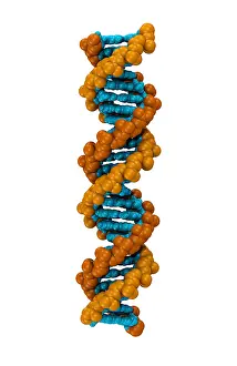 Molecular Biology Images Stampe: 3D DNA Molecule