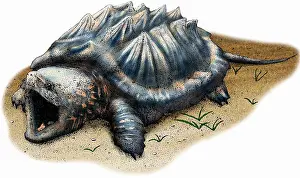 Stampa con cornice : Tartaruga Alligatore Snappante