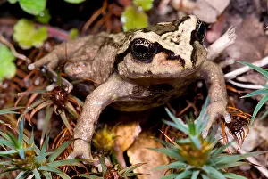 Chilean Wildlife Stampe: Alsodes igneus