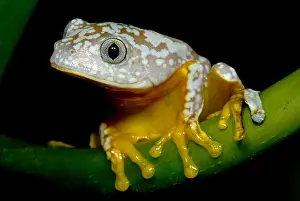 Hylidae Family Frogs Stampe: Amazon Leaf Frog