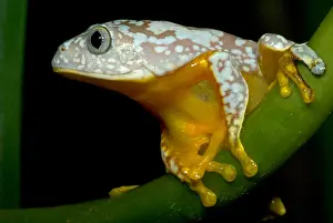 Hylidae Family Frogs Stampe: Amazon Leaf Frog