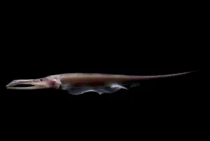 Amazon River Fish Stampe: Amazon River fish