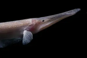 Amazon River Fish Stampe: Amazon River fish