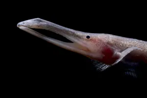 Amazon River Fish Stampe: Amazon River fish