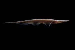 Amazon River Fish Stampe: Amazon River fish