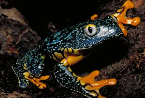 Tree Dwelling Animals Stampe: Amazonian leaf frog
