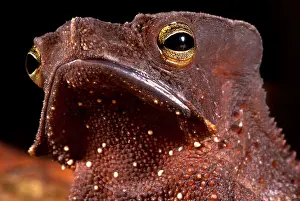 South American Frogs Stampe: Amazonian Leaf Toad