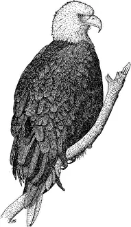 Haliaeetus Leucocephalus Images Stampe: American Bald Eagle