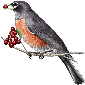 United States Fauna Images Stampe: American Robin