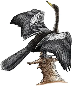 Anhinga Bird Stampe: Anhinga