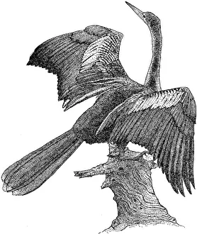 Water Animals Pictures Stampe: Anhinga