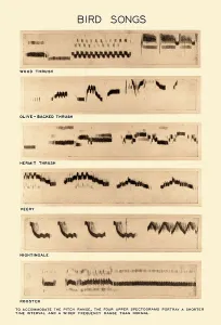 Animali Stampe: Spectrogramma delle Canzoni degli Uccelli.