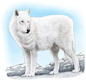 American Wildlife Art Stampe: Arctic Wolf