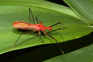 Amazon Rainforest Animals Stampe: Assassin Bug