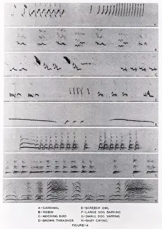 Stampa con cornice : Spectrogrammi audio Stampa con cornice : Spectrogrammi audio