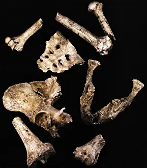 Ancient Human Ancestor Stampe: Australipithecus Afarensis