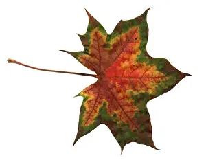 Autumn Colored Leaves Stampe: Autumn Leaf