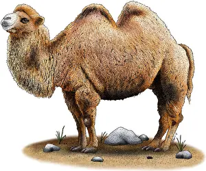 Gobi Desert Animals Stampe: Bactrian Camel