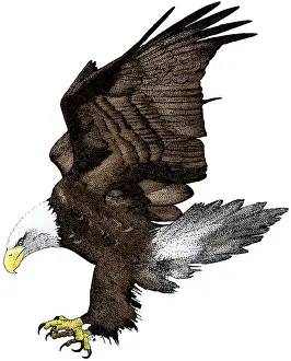 Haliaeetus Leucocephalus Images Stampe: Bald Eagle