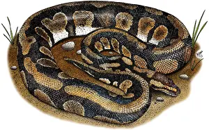 Ball Python Stampe: Ball Python