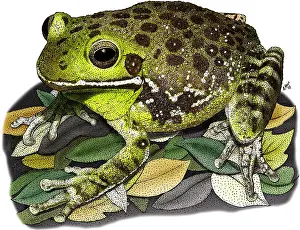 American Wildlife Art Stampe: Barking Tree Frog
