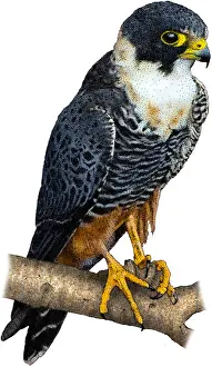 Bird Of Prey Artwork Stampe: Bat falcon