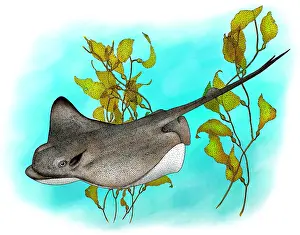 Ocean Wildlife Art Stampe: Bat Ray