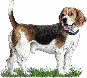 Canis Familiaris Pets Stampe: Beagle