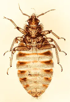 Close Up Insect Images Stampe: Bedbug, light micrograph