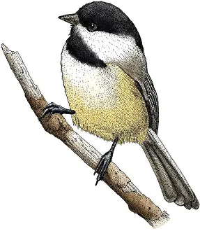 Animal Illustrations Online Stampe: Black Capped Chickadee