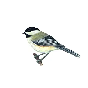 Animal Artwork For Sale Stampe: Black-capped Chickadee