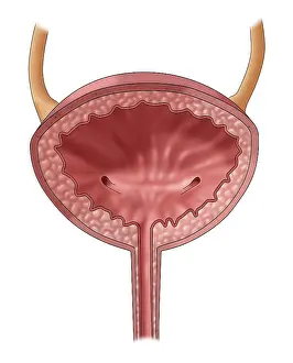 Urinary System Illustration Stampe: Bladder, Illustration