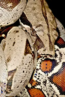 Peruvian Wildlife Stampe: Boa Constrictor
