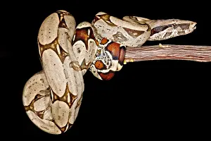 Peruvian Wildlife Stampe: Boa Constrictor