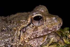Tropical Forest Ecosystems Stampe: Bob's Robber Frog